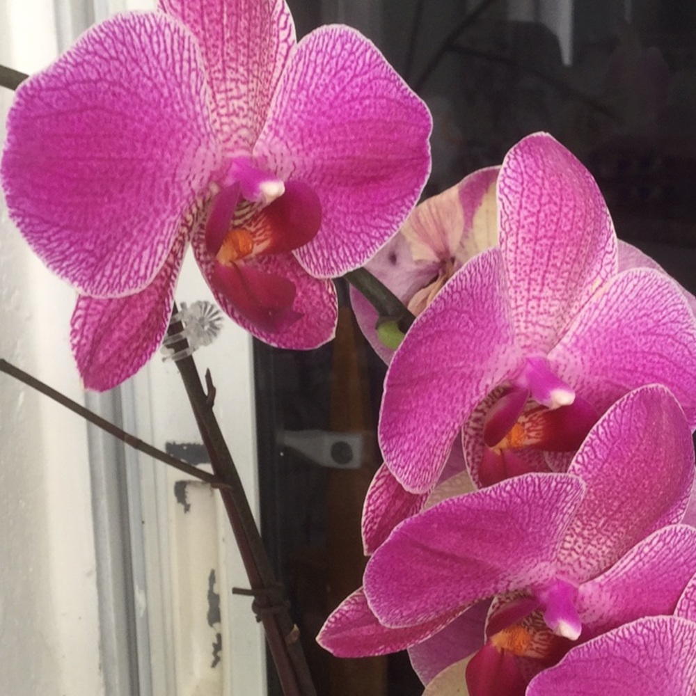 Meet your Posher, Fern